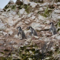 2019-06-23_Peru_00600