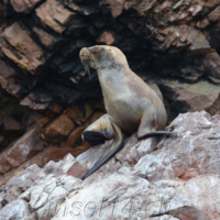 2019-06-23_Peru_00700