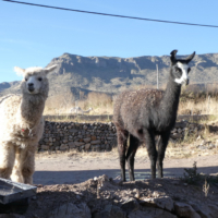 2019-06-26_Peru_02300