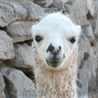 2019-06-26_Peru_02400