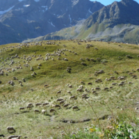2010-09-04_Napoleon_004