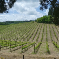 2025-05-22_Radda-in-Chianti_00900